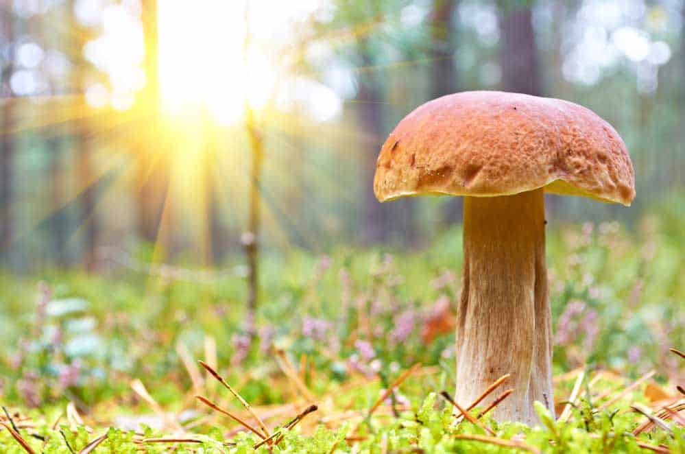 do mushrooms need sun?